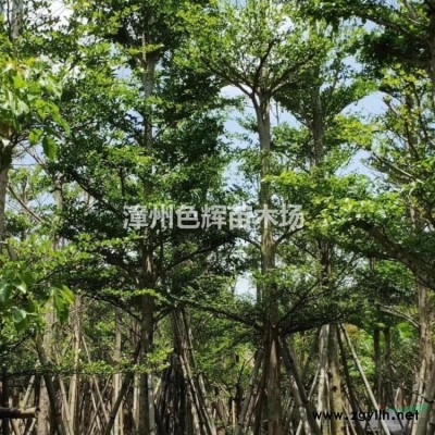 紫荊價格 福建紫荊報價 基地直銷 紫荊批發 景觀工程樹