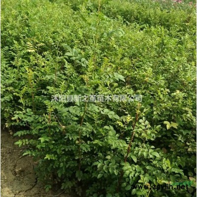 叢生紫荊報價表--叢生紫荊價格優惠