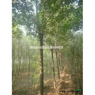 5公分紫荊價格8公分10公分12公分批發(fā)價格