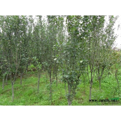 紫荊圖片\紫荊報價