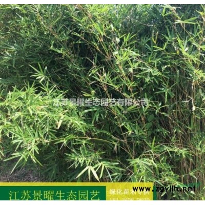 江蘇景曜生態苗木基地/供應/月季、黃帽月季產地直銷/批發價格