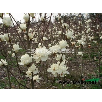 紫葉小檗苗供應(yīng)/紅葉小檗苗圖片