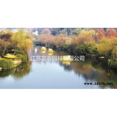 紅葉小檗、紫葉小檗苗、江蘇沭陽(yáng)紅葉小檗。紅葉小檗基地
