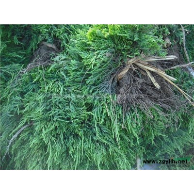 供應(yīng)30-50公分高紅葉小檗色塊苗、80-1.2米紅葉小檗球