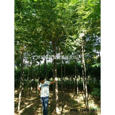 紅葉小檗種子什么時候播種？