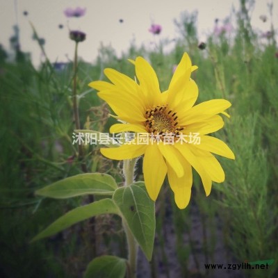 供應(yīng)紅葉小檗球