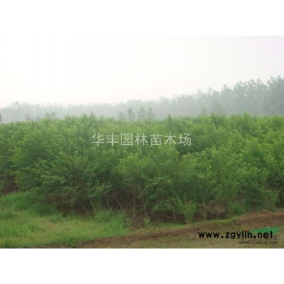 紅葉小檗，紅葉小檗球價(jià)格，紅葉小檗球供應(yīng)，江蘇紅葉小檗