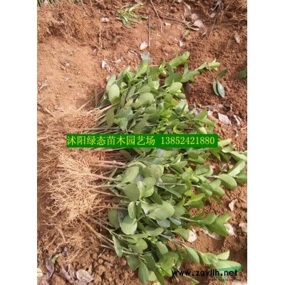 江蘇紅葉小檗小苗價格，批發(fā)紅葉小檗小苗價格