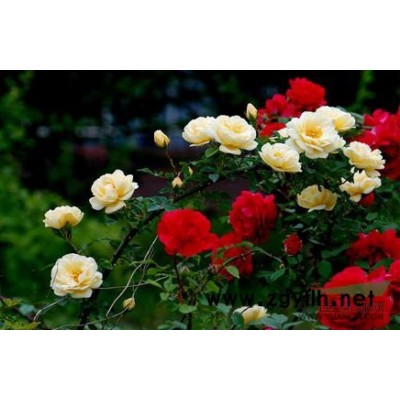 青州紅葉小檗|山東紅葉小檗|青州紫葉小檗|山東紅葉小檗工程苗