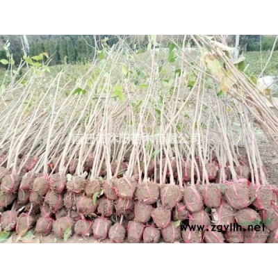 八仙花價格_八仙花圖片_八仙花產地綠化苗木苗圃基地