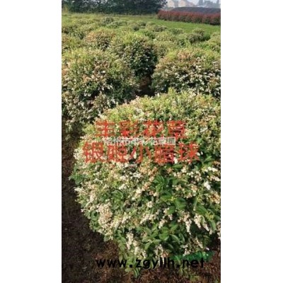 優質特價花葉八仙花3加侖單價40產地直銷