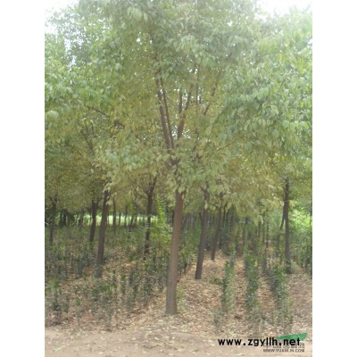 河南鄢陵卓林花木基地供應(yīng)，優(yōu)質(zhì)紅王子錦帶