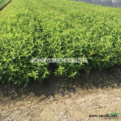 紅王子錦帶，2020年紅王子錦帶，蕭山苗木，蕭山苗木直銷