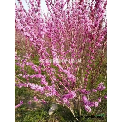 「叢生木槿」2021叢生木槿價(jià)格表_沭陽多少錢_基地直供_