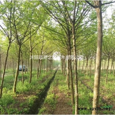 批發紅王子錦帶--基地直銷