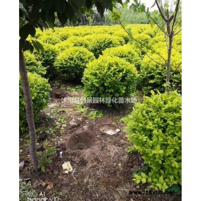 金山繡線菊20~50公分規(guī)格*  產(chǎn)地貨源充足