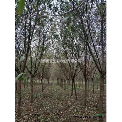 成都木槿基地低價格便宜農戶直銷1米2米農戶直銷