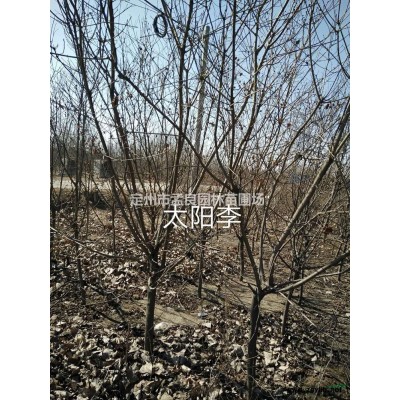 賣；金葉榆，衛矛，水蠟，繡線菊，金葉蕕，朝鮮黃楊