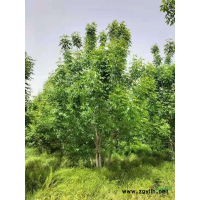 叢生紫荊有量，高度3.5米左右冠幅3米左右，精品苗。需要聯(lián)系18..