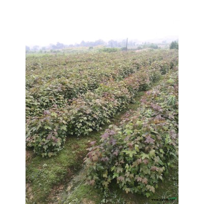 大量供應江西紫荊種子 江西九江紫荊種子信息 九江紫荊種子圖片