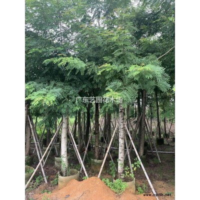 廣東紅花紫荊哪里好/哪家便宜