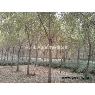 黃帽月季價格_黃帽月季產地_黃帽月季綠化苗木苗圃基地