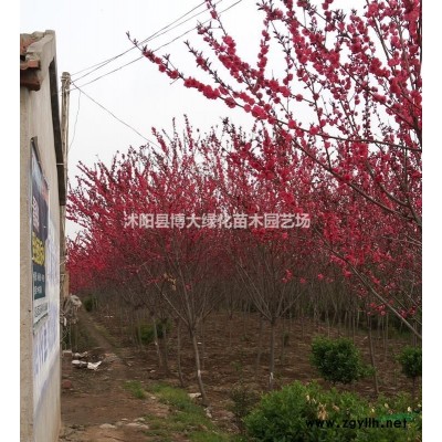 優(yōu)質(zhì)床苗金葉女貞小苗, 紅葉小檗小苗,紅王子錦帶小苗