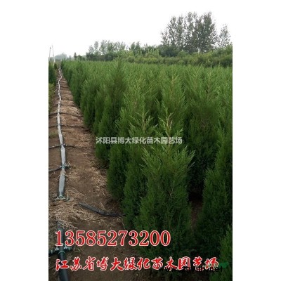 紅葉石楠球 海桐球.火棘球.紅葉小檗球，龍柏球