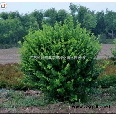 基地供應冬青球 火棘球,衛矛球，紅葉小檗球，龍柏球紅葉石楠球