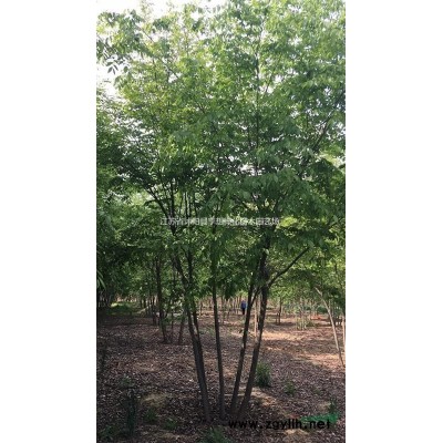 江蘇紅葉小檗 金葉女貞銷售30-60高多分支