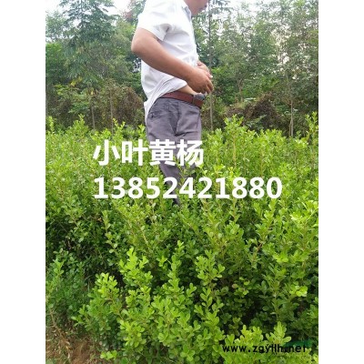 紅葉小檗價格，批發(fā)紅葉小檗價格，苗圃直銷紅葉小檗小苗價格