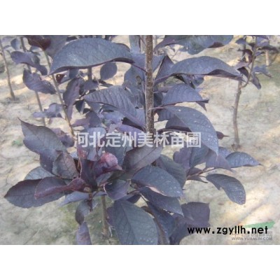 河北定州苗木基地45-50高紫葉小檗報價 紅葉小檗價格
