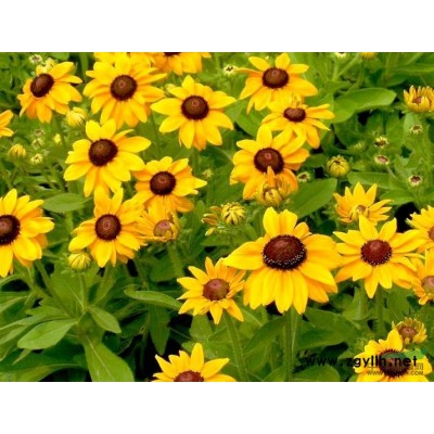 山東青州金葉女貞價格 上盆綠化小苗金葉女貞紅葉小檗濰坊批發(fā)