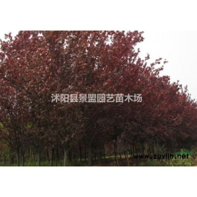 八仙花有種子嗎？