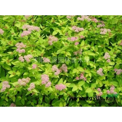 大批量供應(yīng)木槿苗，木槿小苗，木槿床苗