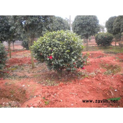 湖南花灌木紫荊新報(bào)價(jià)/花灌木紫荊圖片