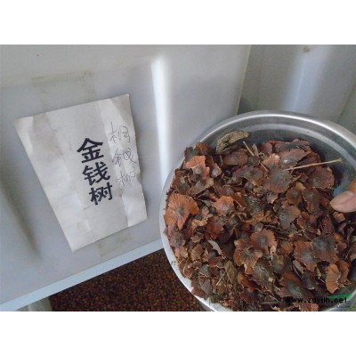 金葉女貞批發，紅葉小檗批發，衛矛批發，瓜子黃楊批發