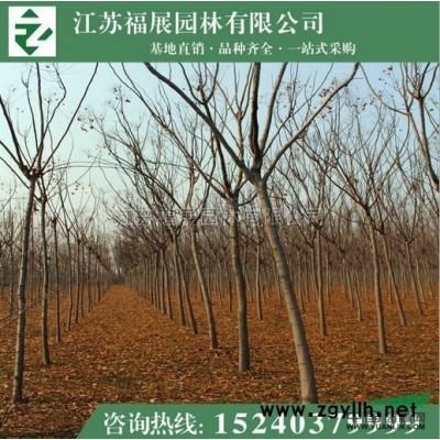 紅葉小檗4供應/紅葉小檗4圖片