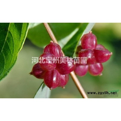 紅葉小檗 各種規格紅葉小檗*選定州美林苗圃