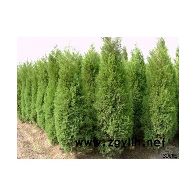 出售2年生綠化苗木紅葉小檗