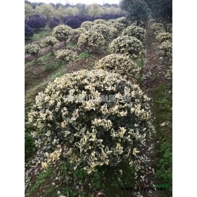 蕭山小葉梔子南天竹。銀姬小蠟/八仙花/錦帶花/亮綠忍冬/菖蒲