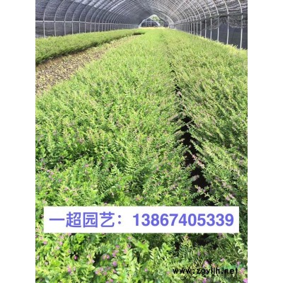 木槿小苗 木槿小樹苗