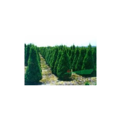 紅王子錦帶哪里便宜