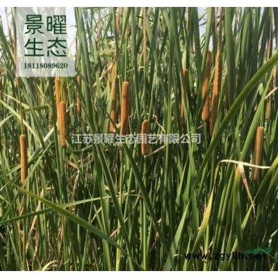 木槿的產地在哪里/哪里便宜/江蘇景曜生態基地直銷批發價格圖片