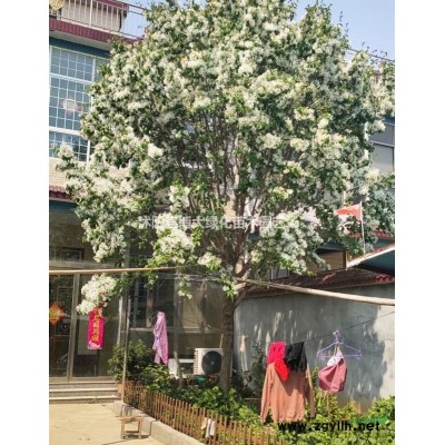 供應(yīng)40公分金山繡線菊價(jià)格 金山繡線菊批發(fā)出售 規(guī)格*