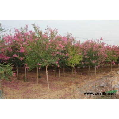 木槿 木槿基地 木槿價(jià)格