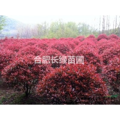 供應高桿紅葉石楠，小葉金桂，紅花木槿，紫薇，紅葉李，雞爪槭