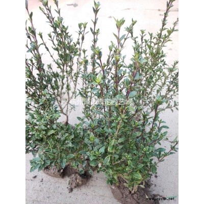 浙江紫荊新報(bào)價(jià)/紫荊圖片
