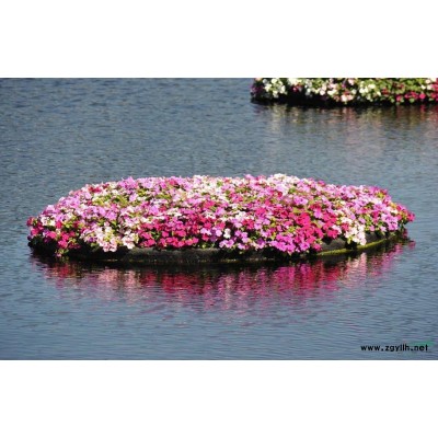 巨紫荊，巨紫荊種苗，蘇北巨紫荊基地，巨紫荊價(jià)格，沭陽(yáng)巨紫荊