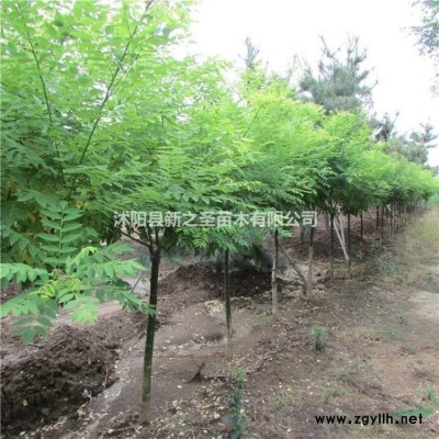 金葉蕕產地直銷